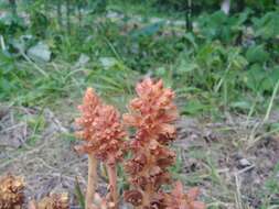 Image of Orobanche flava Mart.