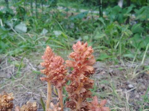 Image of Orobanche flava Mart.