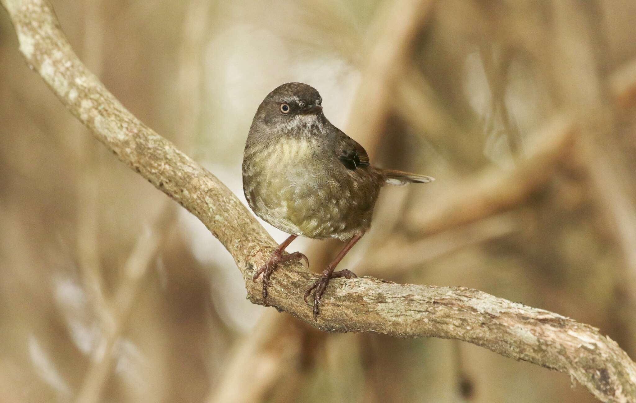 Слика од Sericornis humilis Gould 1838