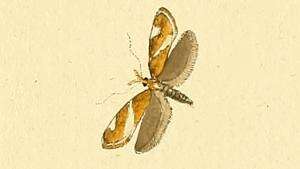 Image of Orophia sordidella Hübner 1801