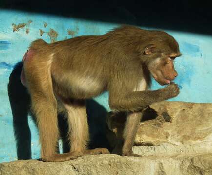 Image of hamadryas baboon