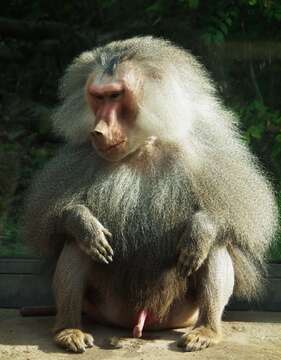 Image of hamadryas baboon