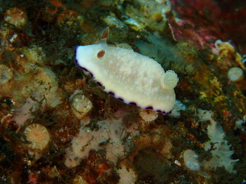 Image of Goniobranchus alius (Rudman 1987)