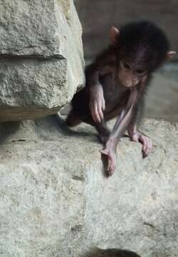 Image of hamadryas baboon