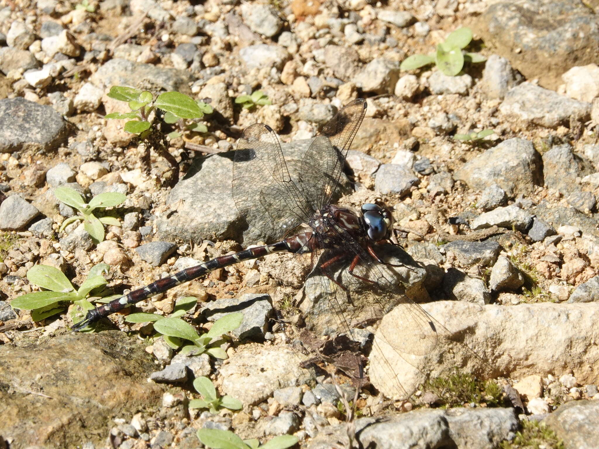 Image of Austroaeschna christine Theischinger 1993