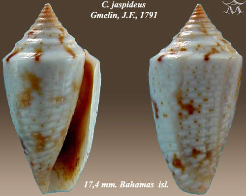 Image of Conasprella jaspidea (Gmelin 1791)