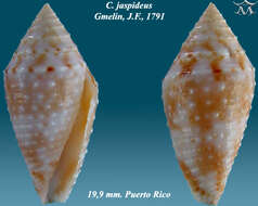 Image of Conasprella jaspidea (Gmelin 1791)