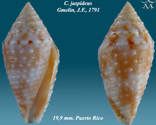 Image of Conasprella jaspidea (Gmelin 1791)