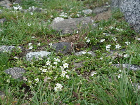 Image of Zweiblütiges Sandkraut