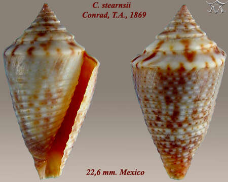 Image of Conasprella stearnsii (Conrad 1869)