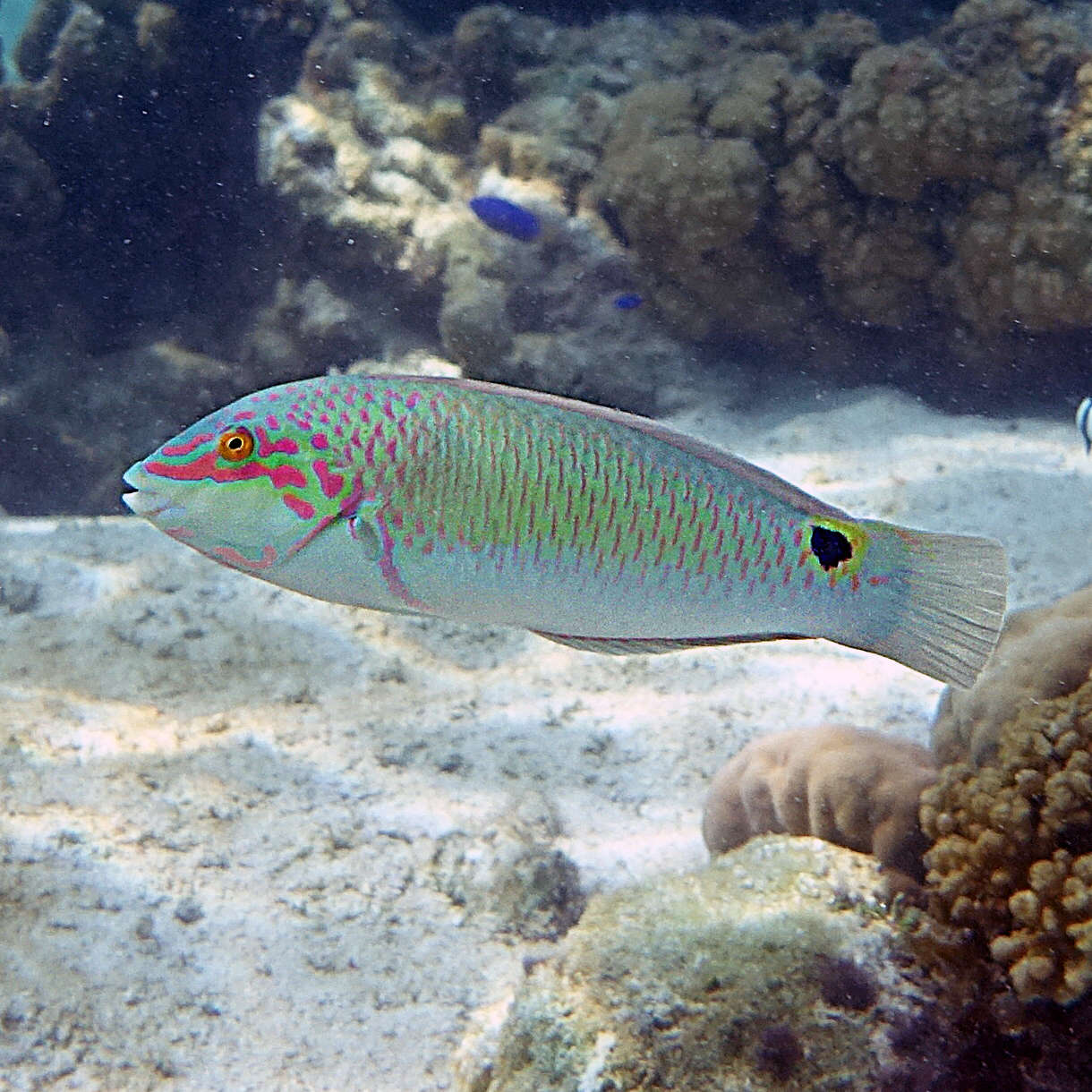 Image of Threespot wrasse