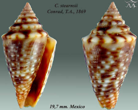 Image of Conasprella stearnsii (Conrad 1869)