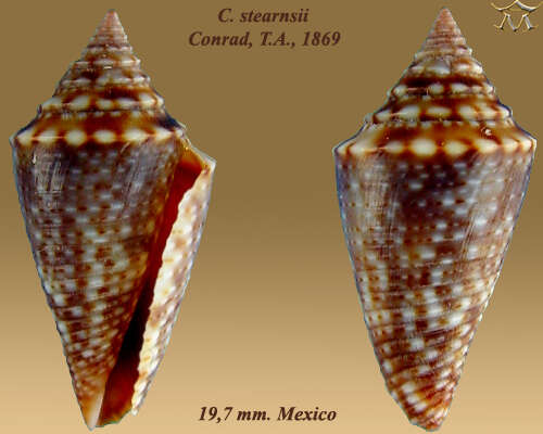 Image of Conasprella stearnsii (Conrad 1869)