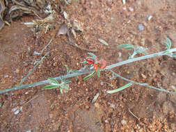 Слика од Indigofera bainesii Baker