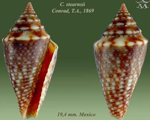 Image of Conasprella stearnsii (Conrad 1869)