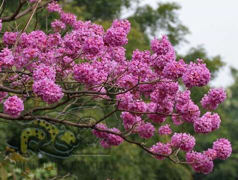 Image de Handroanthus impetiginosum (Mart. ex DC.) Mattos