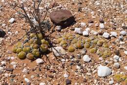 Image of Gibbaeum nuciforme Hartmann