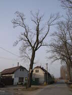 Image of Norway Maple