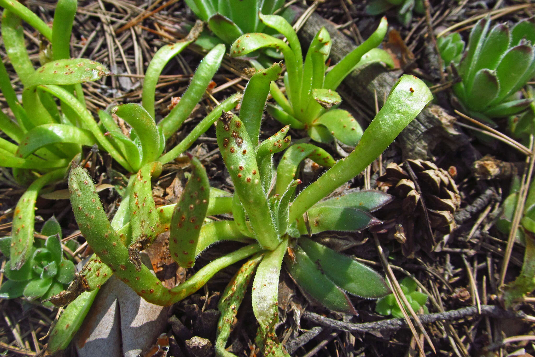 Image de Endophyllum sempervivi (Alb. & Schwein.) de Bary 1863