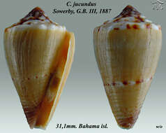 Image de Conus jucundus G. B. Sowerby Iii 1887