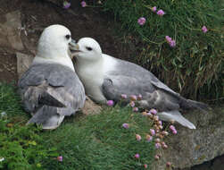 Image of Fulmar