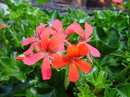 Image of Geranium