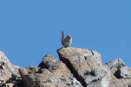 Image of Alpine Chipmunk