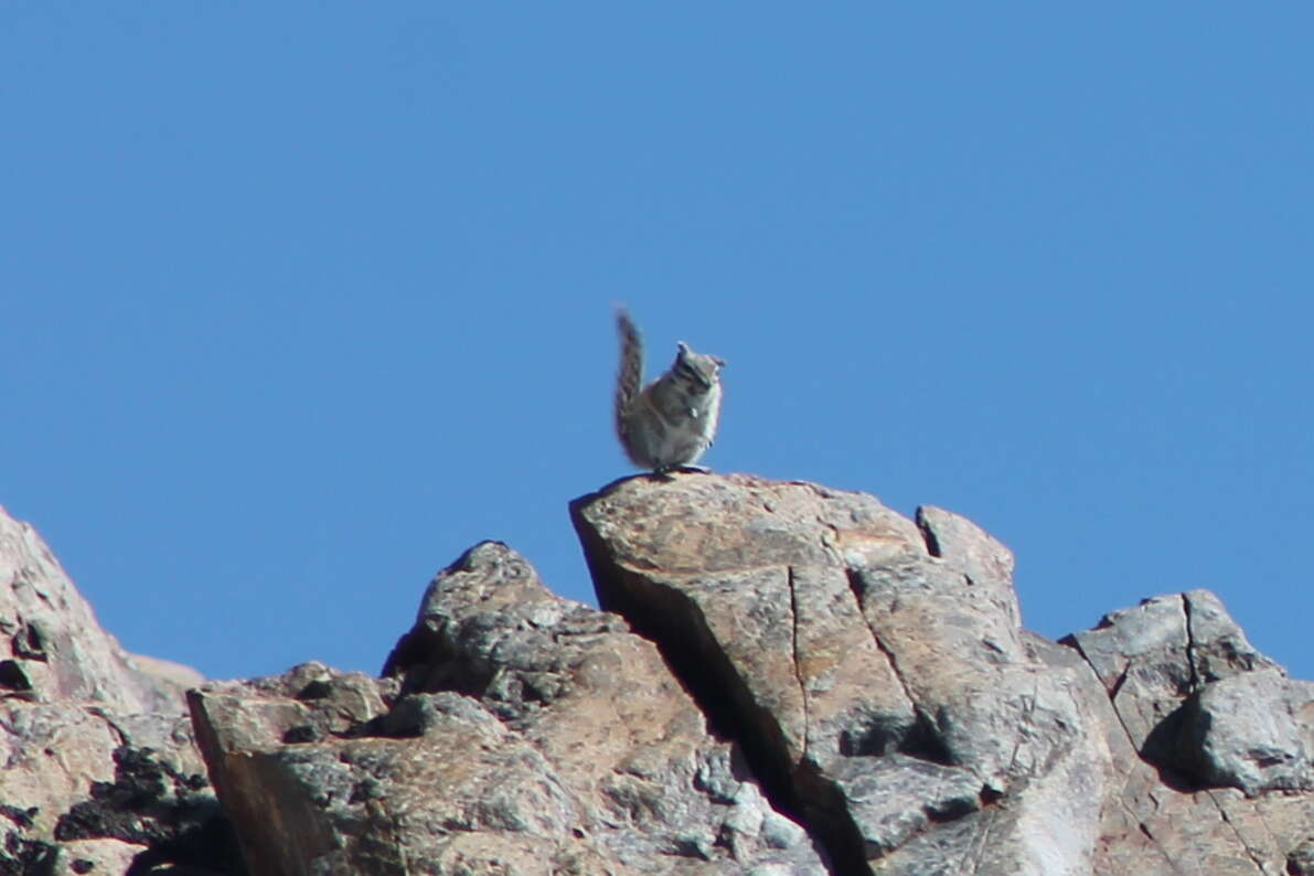 Image de Tamias alpinus Merriam 1893