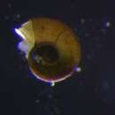 Image of Aaom snail