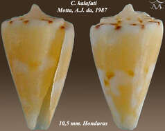Image of Conus kalafuti da Motta 1987