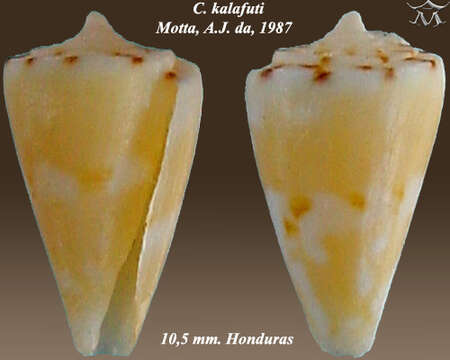 صورة Conus kalafuti da Motta 1987