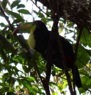 Image of Keel-billed Toucan