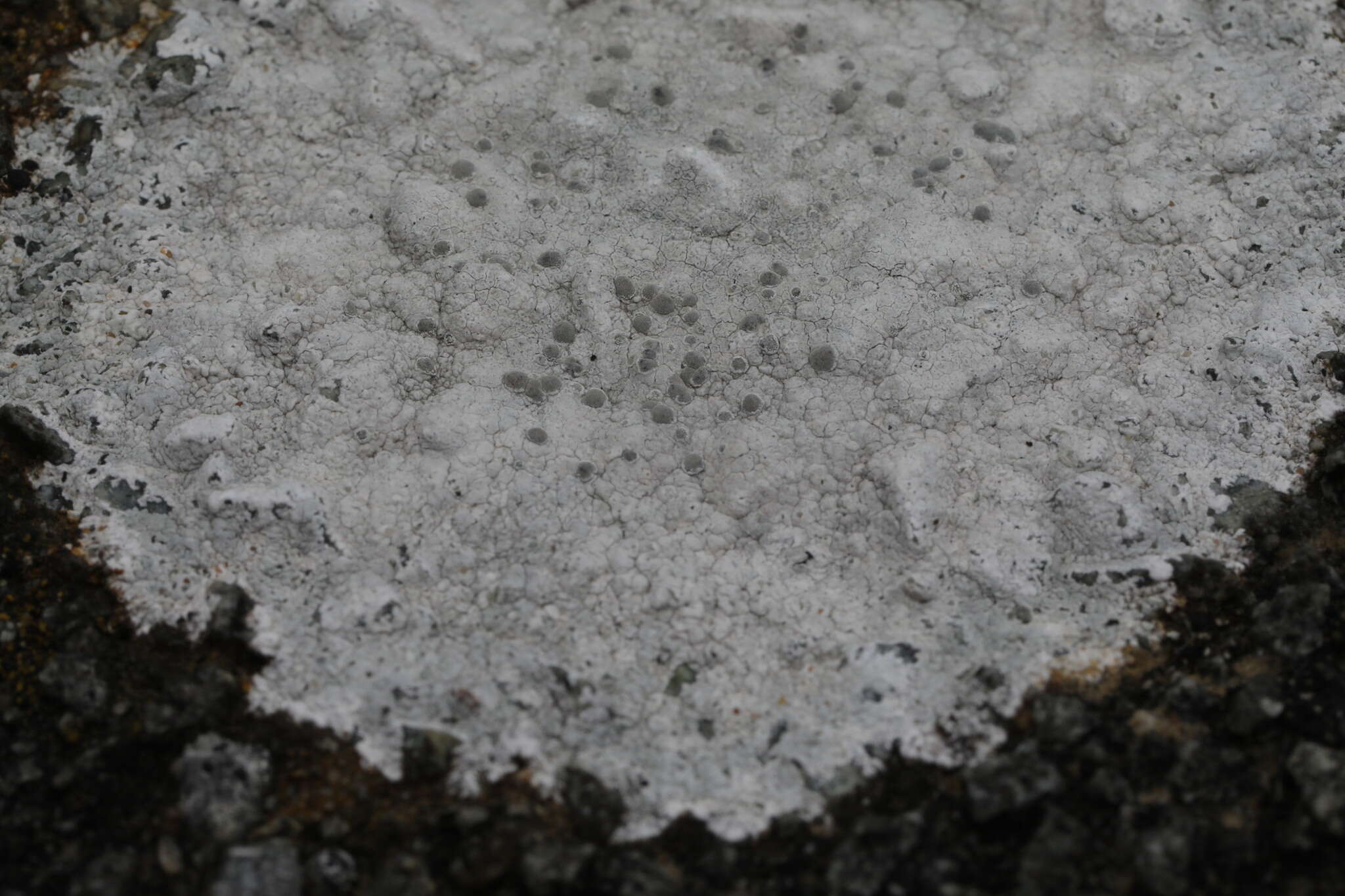 Image of White rim-lichen;   Rim Lichen