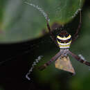 Image of Argiope minuta Karsch 1879