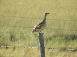 Image of Sharp-tailed Grouse