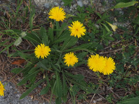 Слика од Leontodon hispidus L.