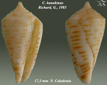 صورة Profundiconus kanakinus (Richard 1983)