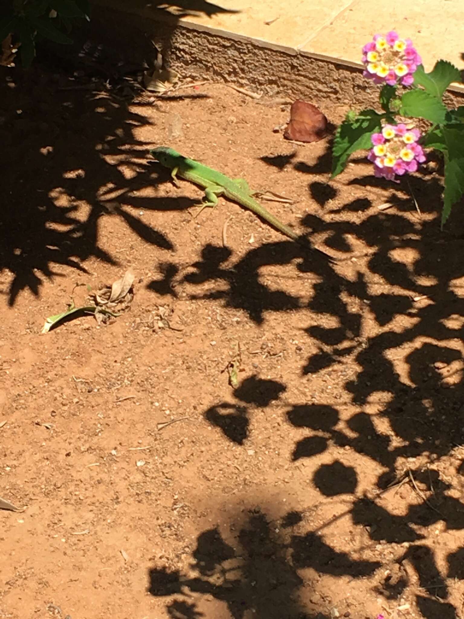 Imagem de Lacerta trilineata Bedriaga 1886