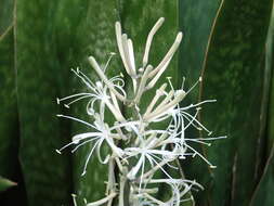 Image of sansevieria