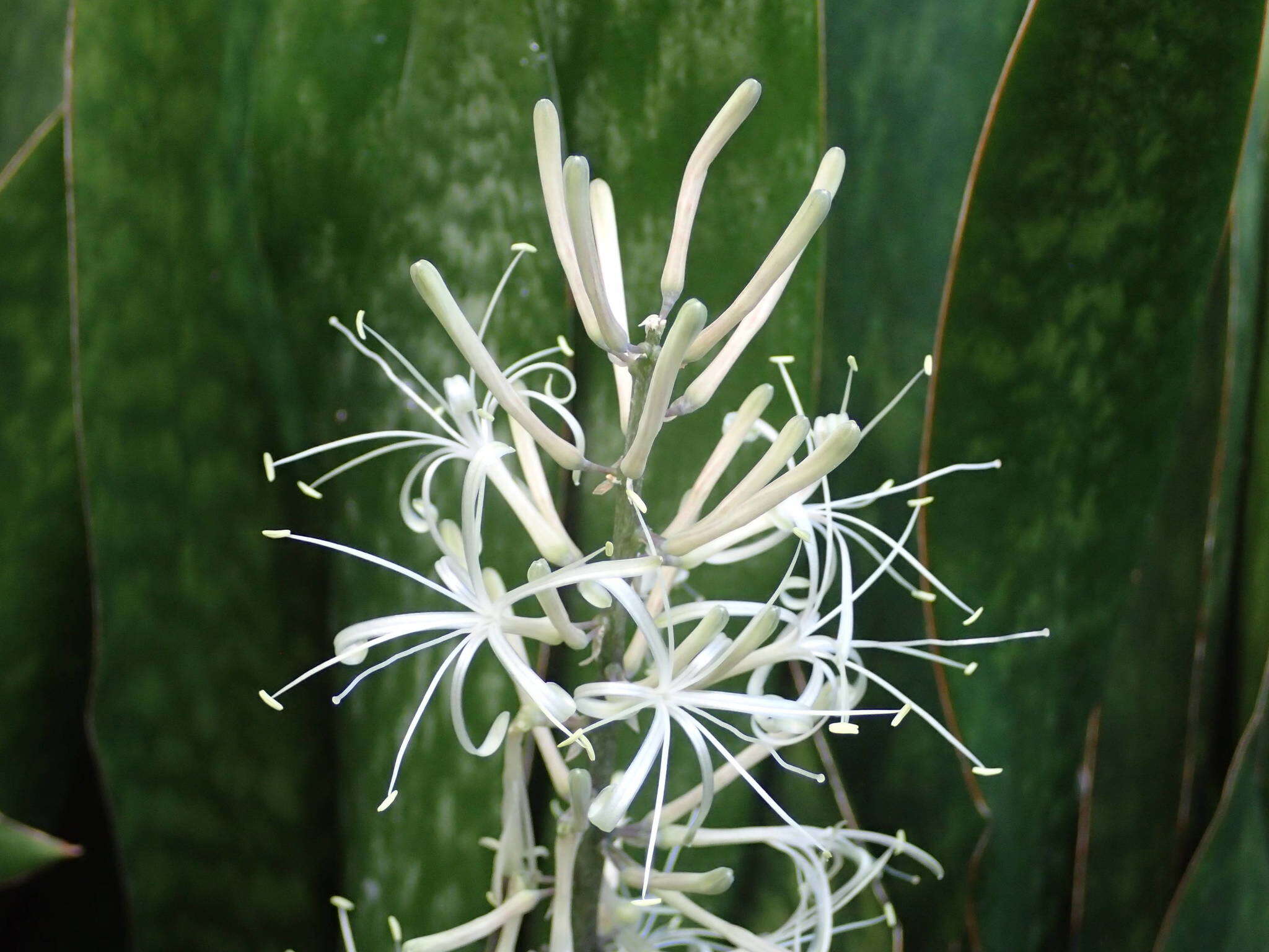 Image of sansevieria