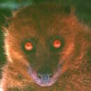 Image of Fijian Monkey-faced Bat