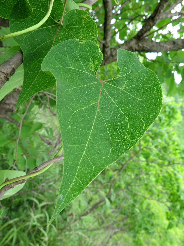 Image of Cynanchum wilfordii (Maxim.) J. D. Hook.