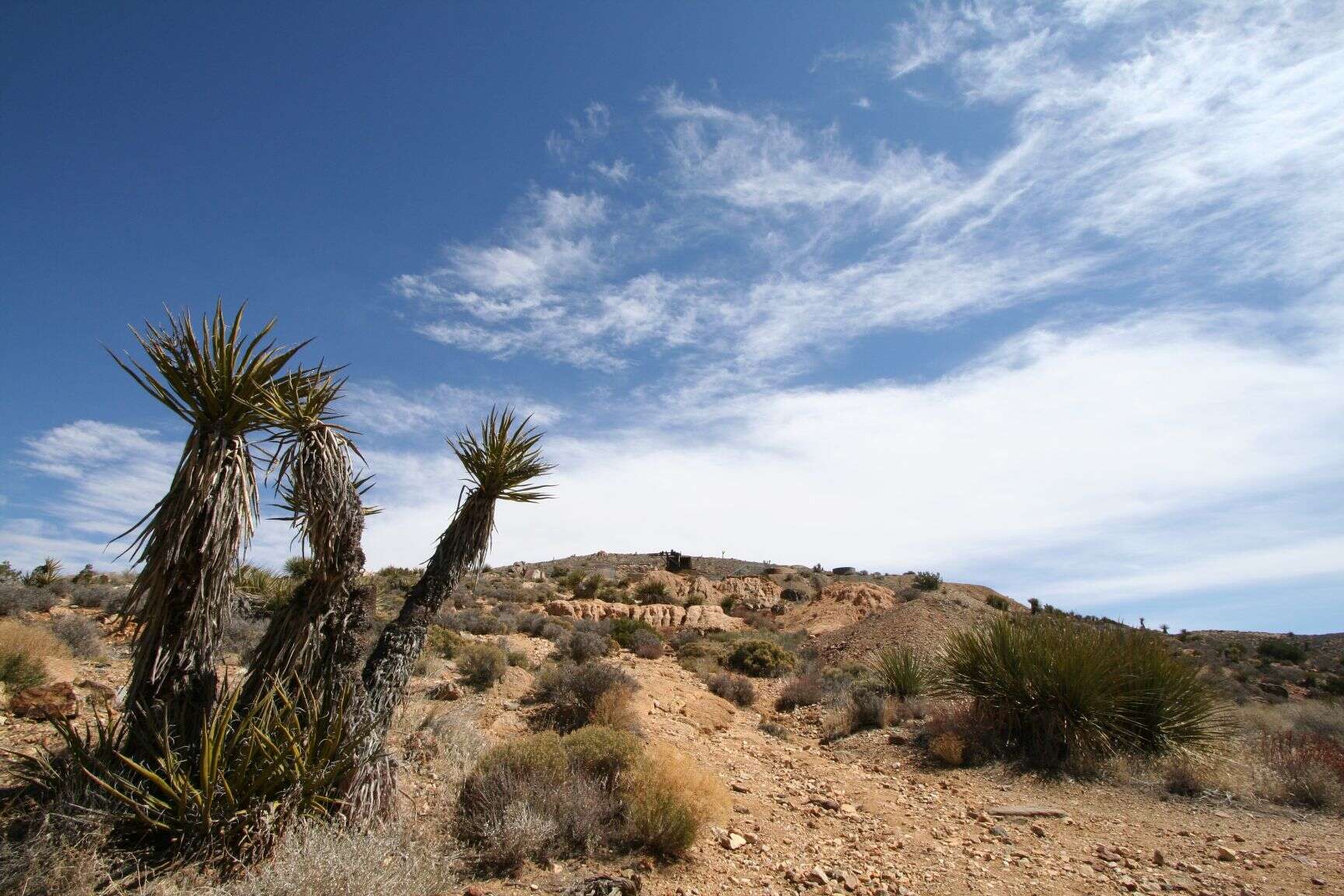 Слика од Yucca brevifolia Engelm.