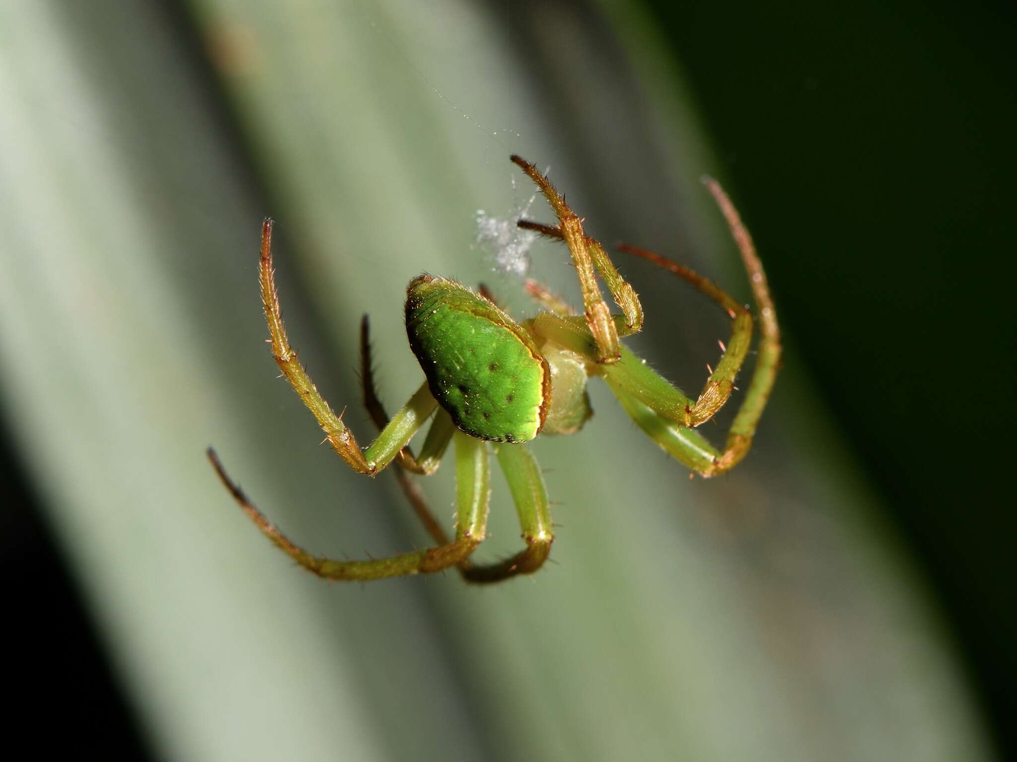 Image de Colaranea viriditas (Urquhart 1887)