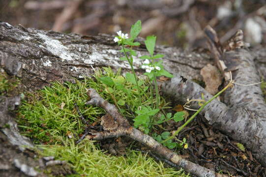 Image of Cardamine glacialis (G. Forst.) DC.