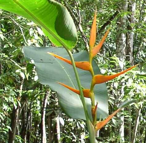 Plancia ëd Heliconia latispatha Benth.