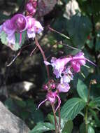 Image of Impatiens insignis DC.