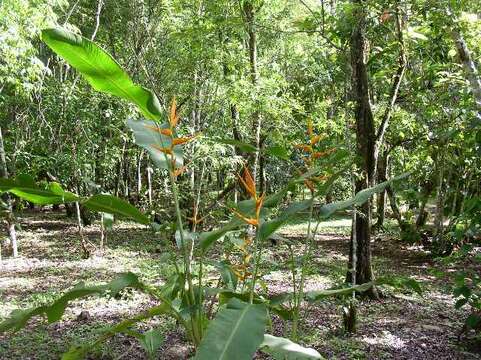 صورة Heliconia latispatha Benth.