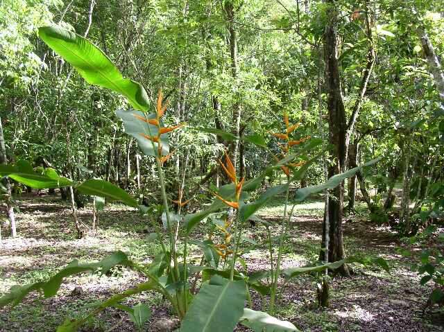 Plancia ëd Heliconia latispatha Benth.