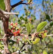 Image of Castela peninsularis Rose